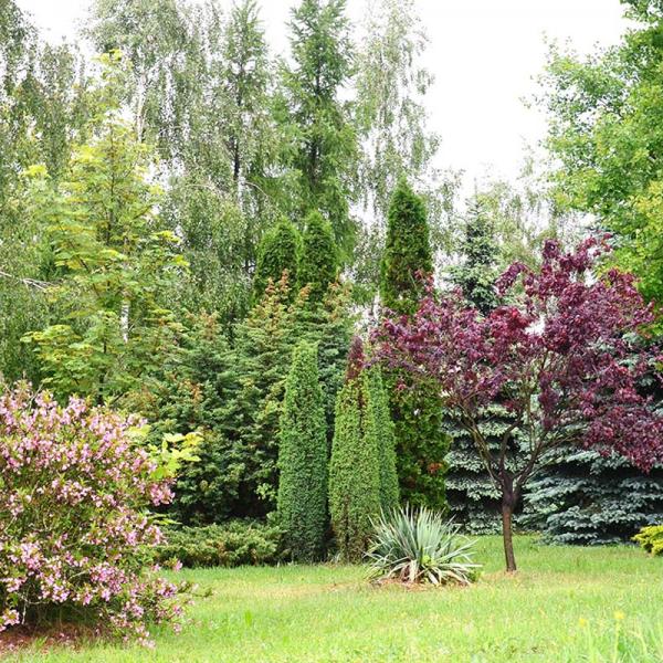 Zielone Arboretum